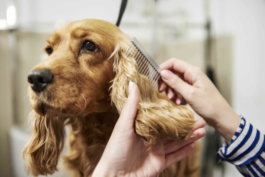 How Grooming Can Help Control Your Pet’s Hair Loss