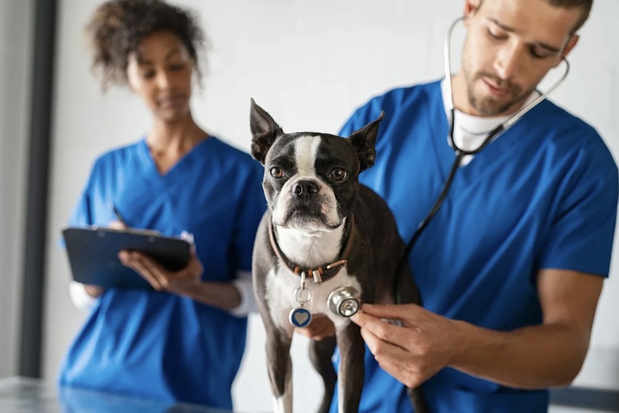 Peritoneopericardial Diaphragmatic Hernia in Dogs: Causes, Symptoms, Diagnosis, and Treatment